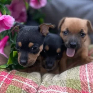 Chihuahua puppies - Image 5