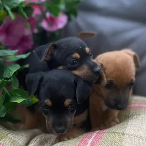 Chihuahua puppies - Image 6