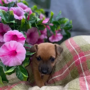 Chihuahua puppies - Image 7