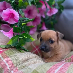 Chihuahua puppies - Image 8