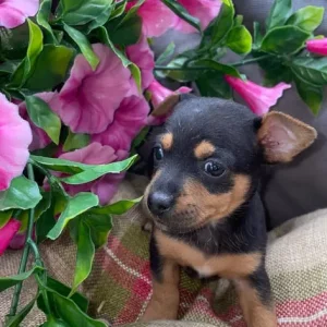 Chihuahua puppies
