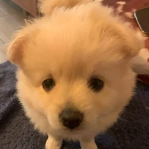 4 Pom puppies – little boys and girls born just this year - Image 2