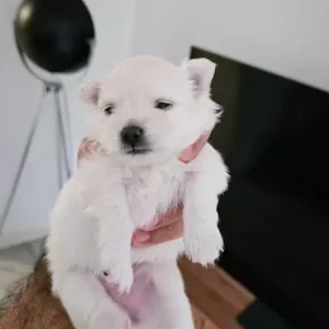 4 Pom puppies – little boys and girls born just this year - Image 3