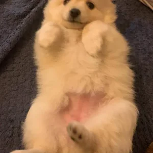 4 Pom puppies – little boys and girls born just this year - Image 4