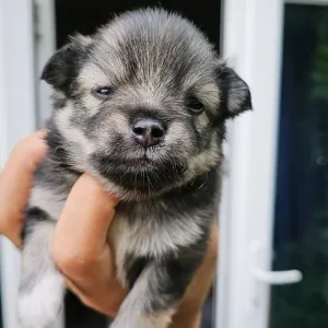 4 Pom puppies – little boys and girls born just this year - Image 5