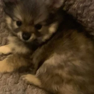 4 Pom puppies – little boys and girls born just this year - Image 6
