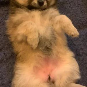 4 Pom puppies – little boys and girls born just this year - Image 7