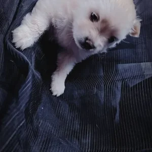 4 Pom puppies – little boys and girls born just this year - Image 8