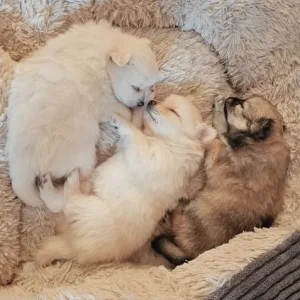 4 Pom puppies – little boys and girls born just this year