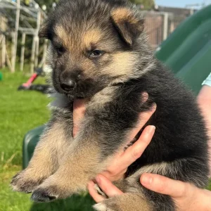 German shepherd puppies - Image 2