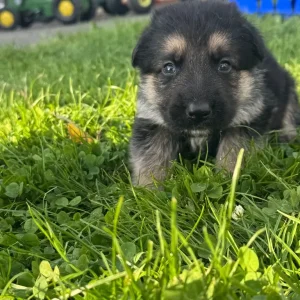 German shepherd puppies - Image 3
