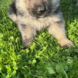 German shepherd puppies - Image 4