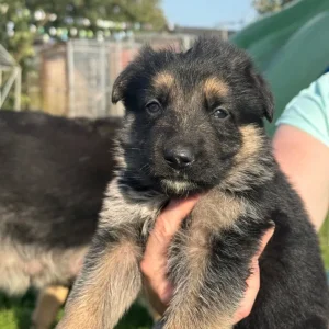 German shepherd puppies - Image 5