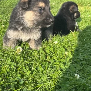 German shepherd puppies - Image 6