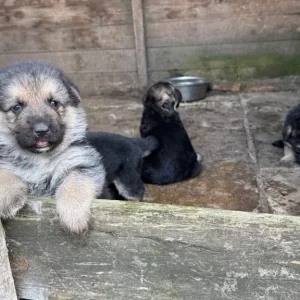 German shepherd puppies - Image 7