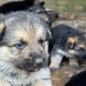 German shepherd puppies - Image 8