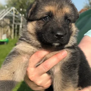 German shepherd puppies