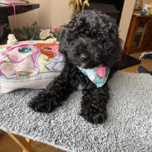 Cockapoo puppy, black and white, home-reared, PRA clear - Image 2