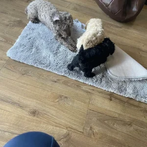 Cockapoo puppy, black and white, home-reared, PRA clear - Image 3
