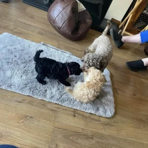 Cockapoo puppy, black and white, home-reared, PRA clear - Image 5