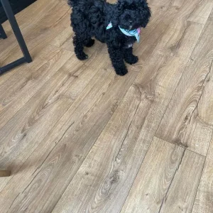 Cockapoo puppy, black and white, home-reared, PRA clear - Image 6