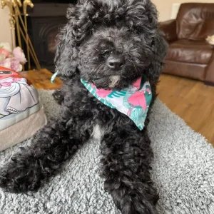 Cockapoo puppy, black and white, home-reared, PRA clear