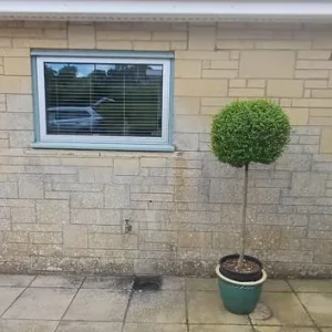 3 x Japanese Privet Topiary & Pots - Image 2