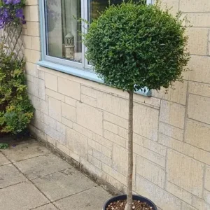 3 x Japanese Privet Topiary & Pots - Image 3