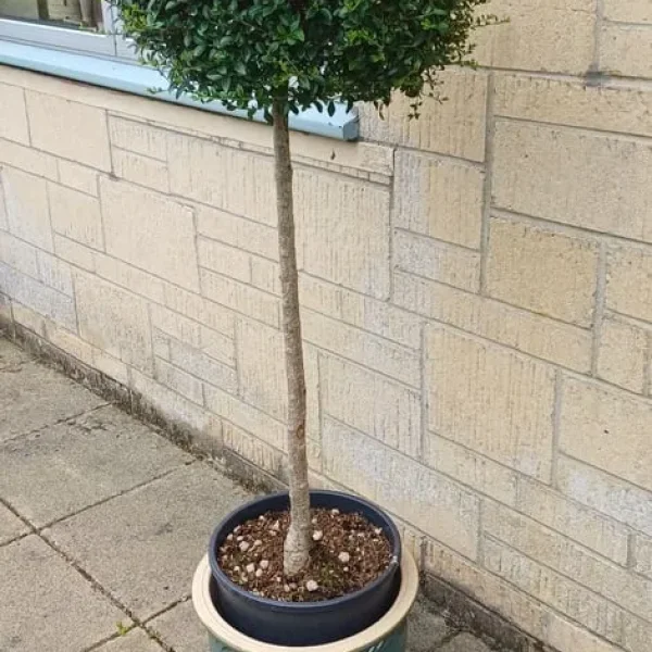 3 x Japanese Privet Topiary & Pots