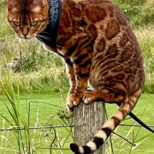 Royal Bengal Female Cat – Fifth Generation Pedigree - Image 2