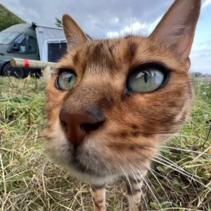 Royal Bengal Female Cat – Fifth Generation Pedigree - Image 3