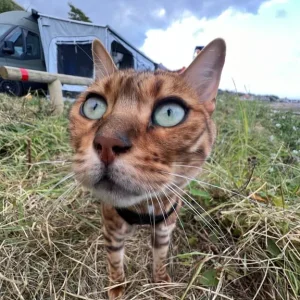 Royal Bengal Female Cat – Fifth Generation Pedigree - Image 4