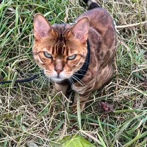Royal Bengal Female Cat – Fifth Generation Pedigree - Image 5