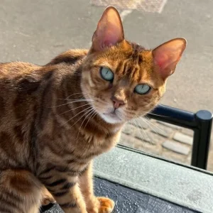 Royal Bengal Female Cat – Fifth Generation Pedigree - Image 6