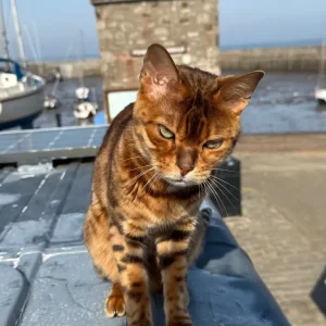 Royal Bengal Female Cat – Fifth Generation Pedigree - Image 7