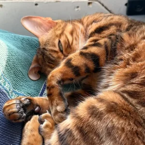 Royal Bengal Female Cat – Fifth Generation Pedigree - Image 8