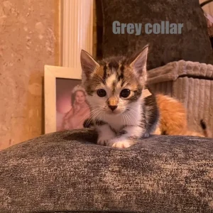 Mixed Breed Kitten - Grey Collar