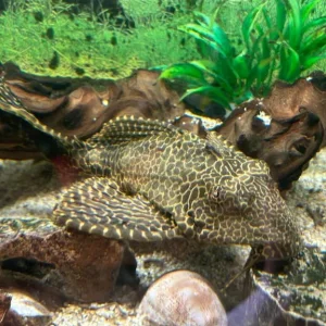 Tropical Fish x 2 Plec - Image 2