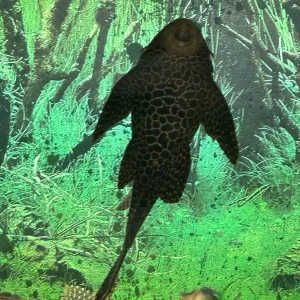 Tropical Fish x 2 Plec - Image 3