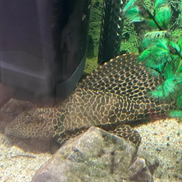 Tropical Fish x 2 Plec