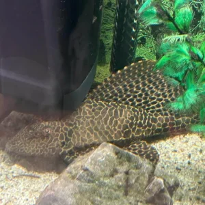 Tropical Fish x 2 Plec