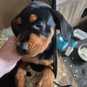 Puppy looking for a forever family - Image 2