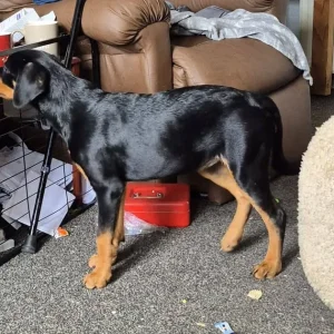 Puppy looking for a forever family - Image 3