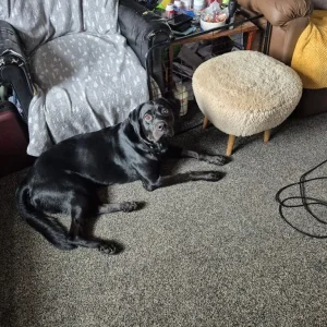 Puppy looking for a forever family - Image 4