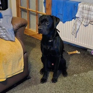 Puppy looking for a forever family - Image 5