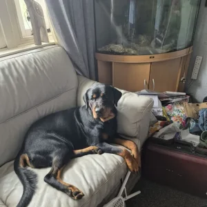 Puppy looking for a forever family - Image 6