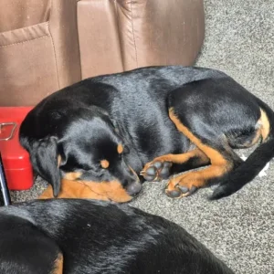 Puppy looking for a forever family - Image 7