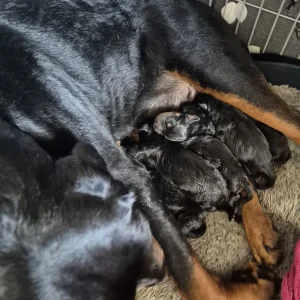Puppy looking for a forever family - Image 8