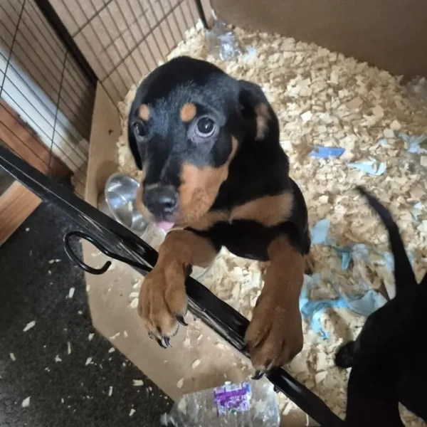 Puppy looking for a forever family