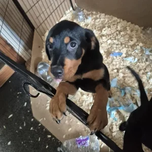 Puppy looking for a forever family